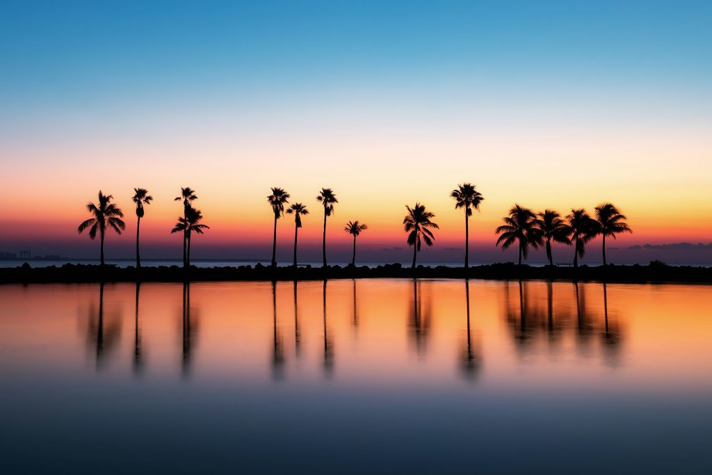 A line of palms reflected in still water at dusk